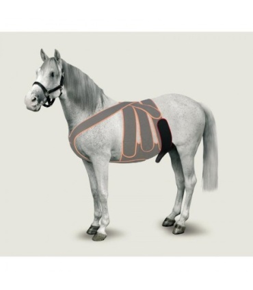 CORREA DE ESCROTO EQUINO TALLA M