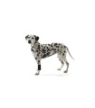 PROTECTOR CARPAL PERRO REHAB KRUUSE T-L