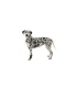PROTECTOR CARPAL PERRO REHAB KRUUSE T-M