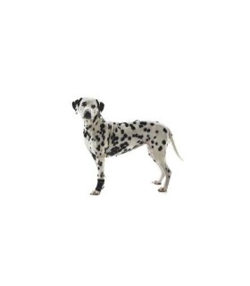 PROTECTOR CARPAL PERRO REHAB KRUUSE T-M