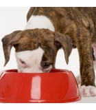 Suplementos de para perros | Tienda online Piensos DeCan