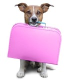 Accesorios de viaje para perros | Piensos DeCan tienda online