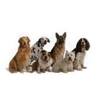 Adiestramiento y Educación del perro | Correas y bozales online