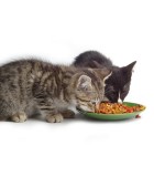 Alimentación para gatos | Las mejores marcas | Piensos de Can