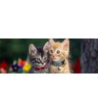 Collares y Correas para gatos | Tienda online Piensos DeCan
