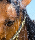 CHAMPUS/LOCIONES TRATAMIENTO