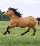 CRÍA Y DESARROLLO ESQUELÉTICO