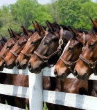 INSECTICIDAS, ANTISEPTICOS Y DESINFECTANTES