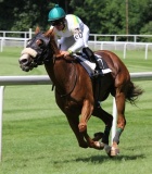 SUPLEMENTOS CABALLOS